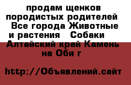 продам щенков породистых родителей - Все города Животные и растения » Собаки   . Алтайский край,Камень-на-Оби г.